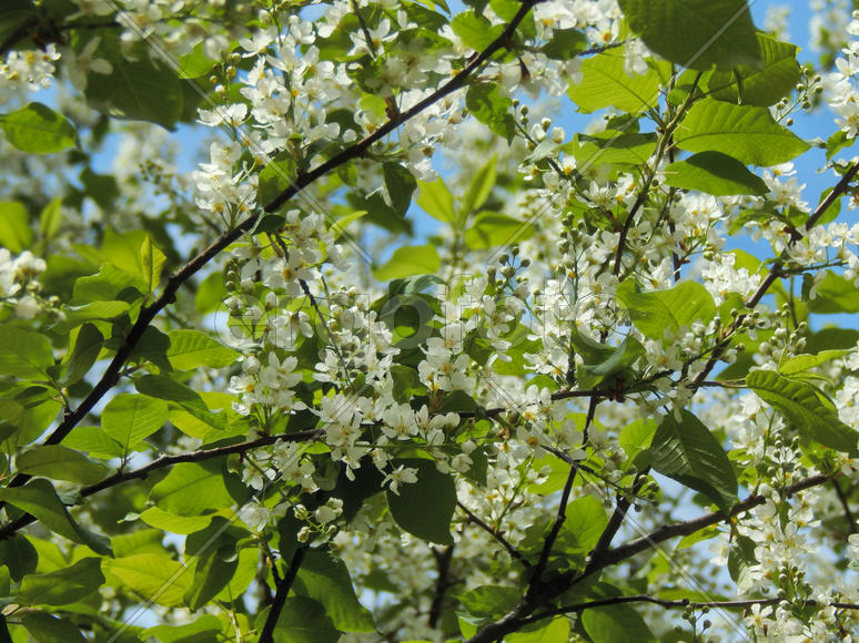Цветущие ветки черемухи
