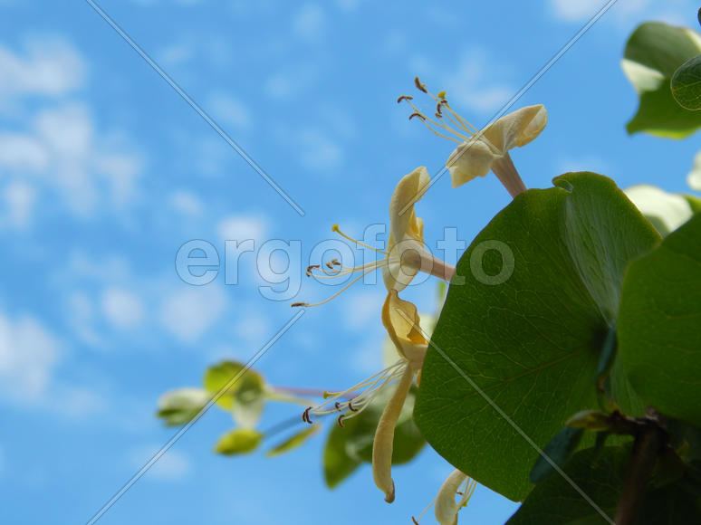 Весенние цветы на фоне неба