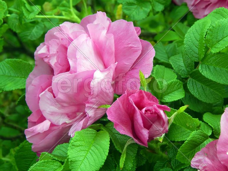 Красивые цветы дикой розы