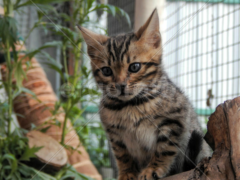 Бенгальский котенок 