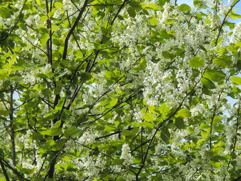 Цветущие ветки черемухи