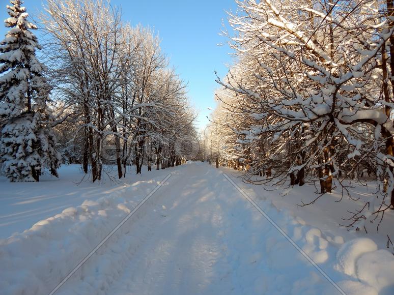 Зимний пейзаж природы леса холодным утром