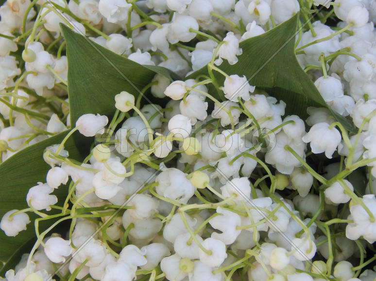 Цветы ландышей крупным планом