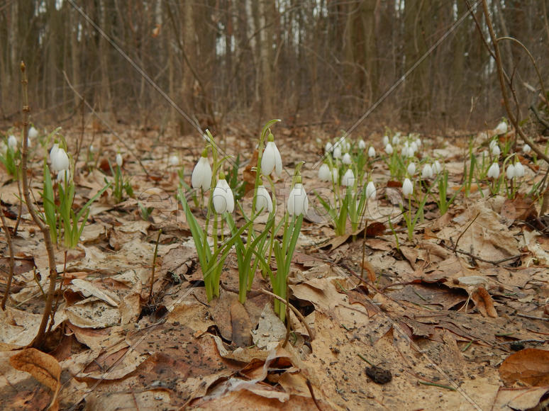 Лесные весенние подснежники