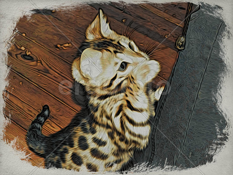 Рисунок бенгальской котенка