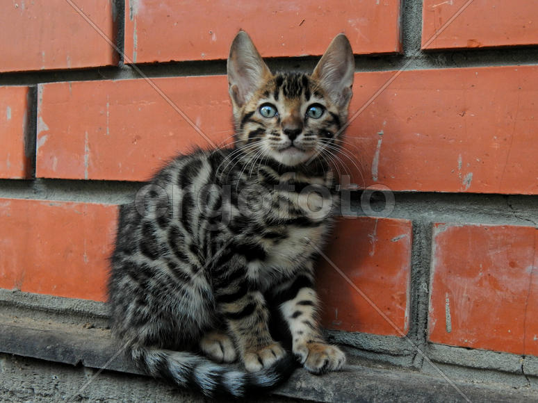 Бенгальский котенок возле стены