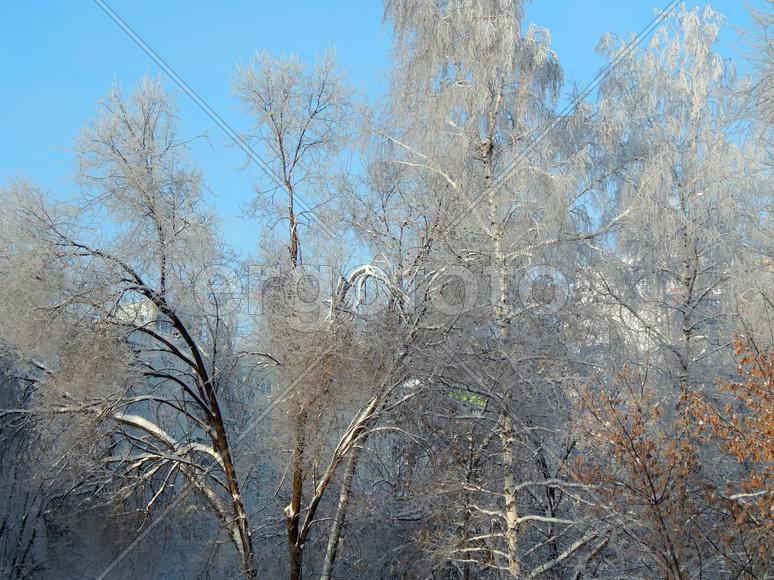 Снег на ветках деревьев в морозное утро