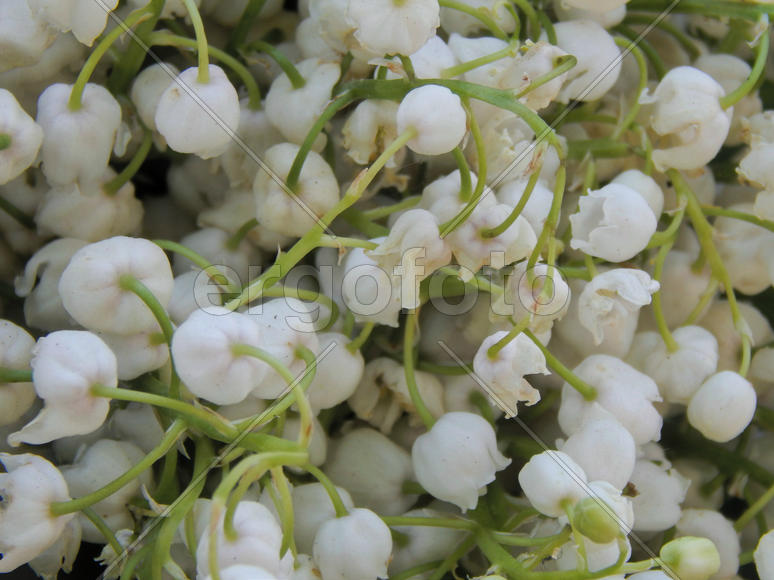 Цветы ландышей крупным планом