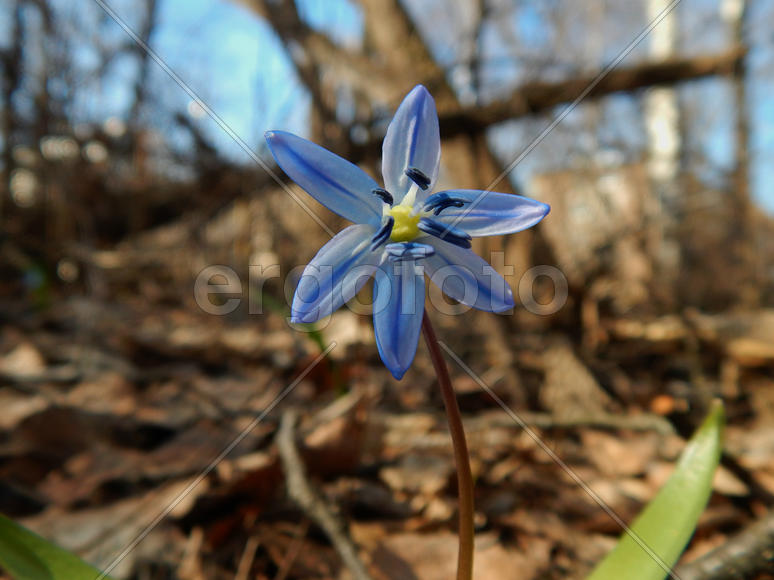 Весенние лесные синие колокольчики