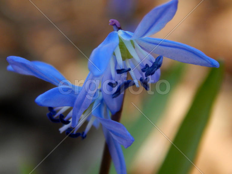 Весенние лесные синие колокольчики