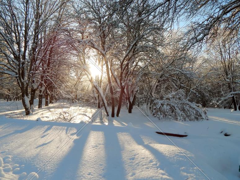 Зимний пейзаж природы леса холодным утром
