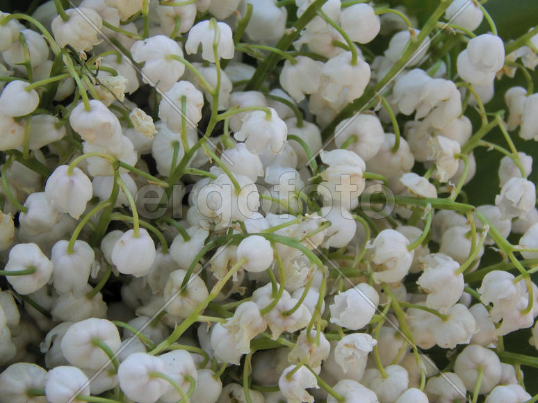 Цветы ландышей крупным планом