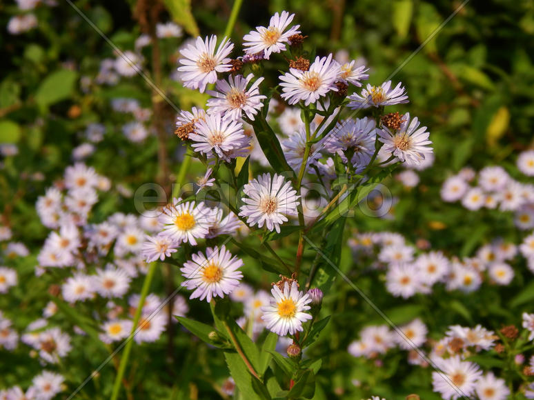 Кустарниковая астра