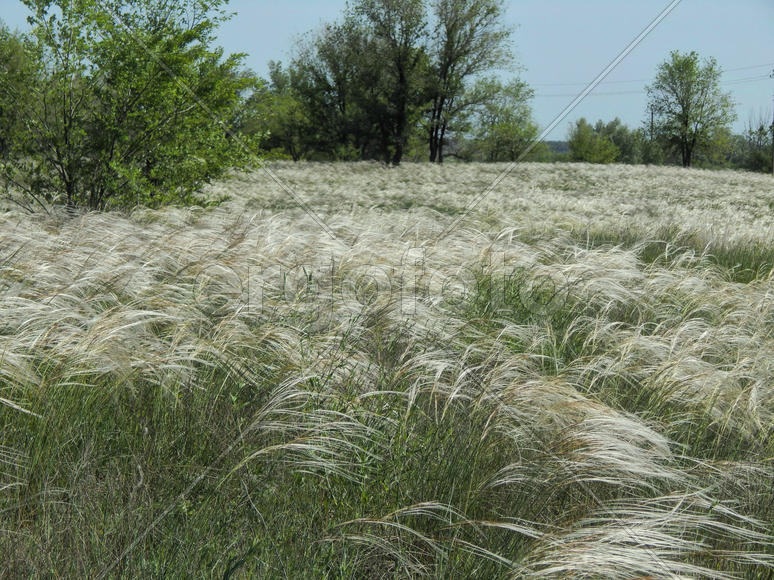 Цветущий ковыль на лугу 