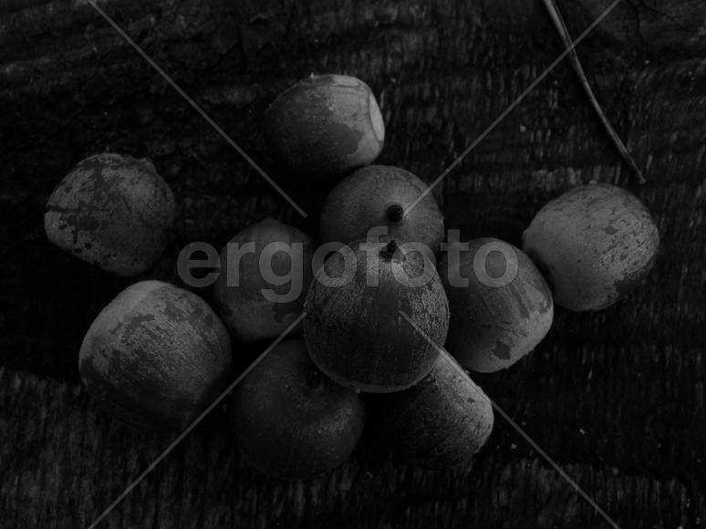 Желуди дуба в черно белом изображении