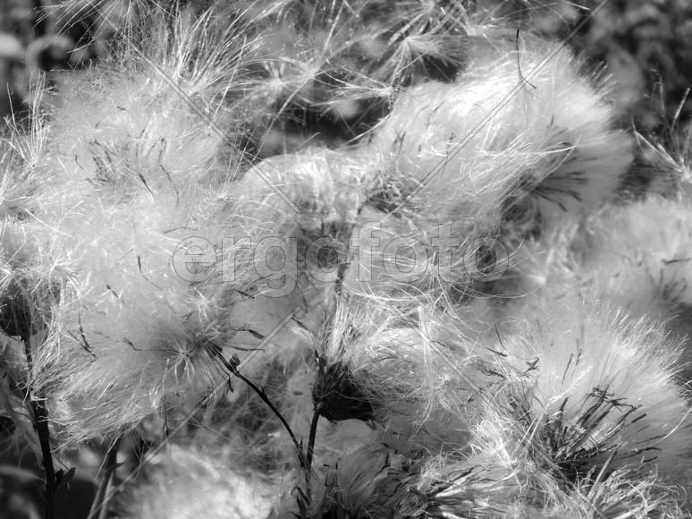 Цветущий репейник в черно-белом снимке