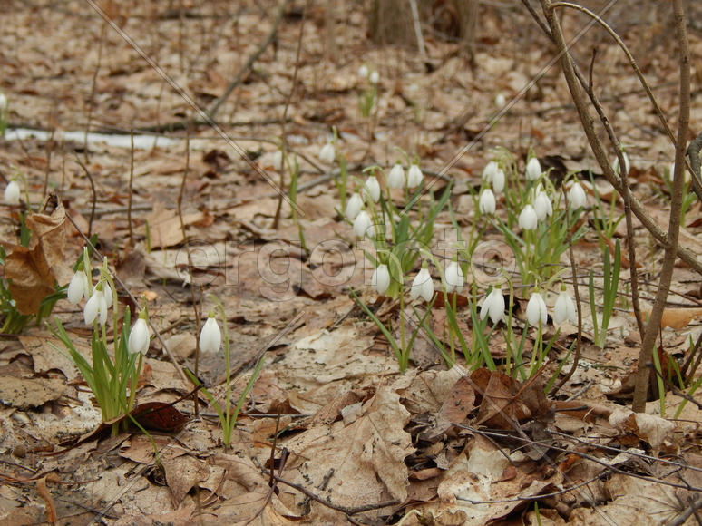 Лесные весенние подснежники
