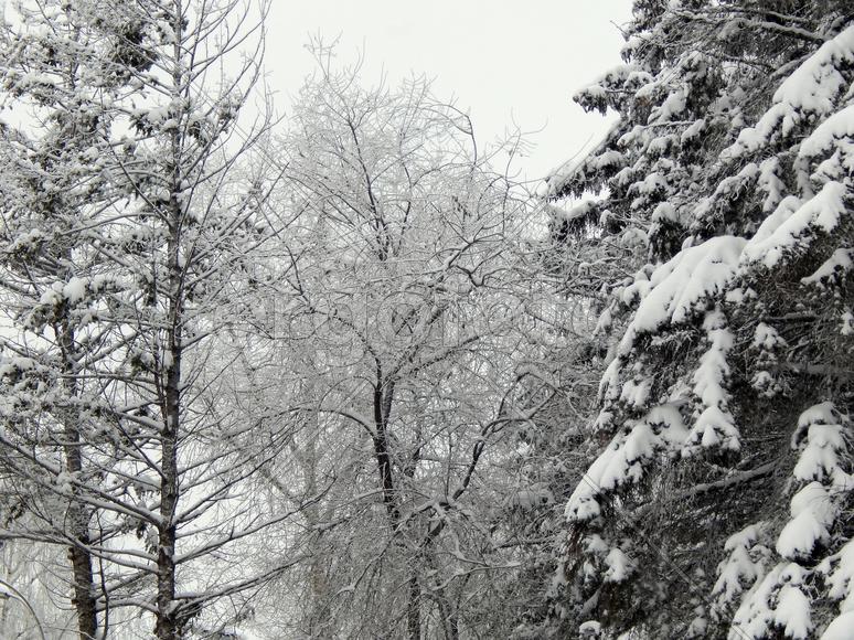Снег на ветках деревьев в морозное утро