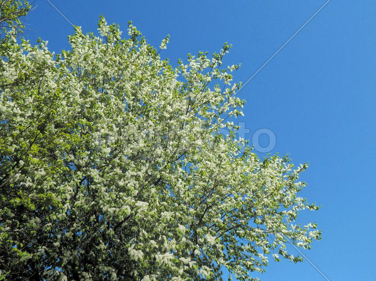 Весенние цветы черемухи