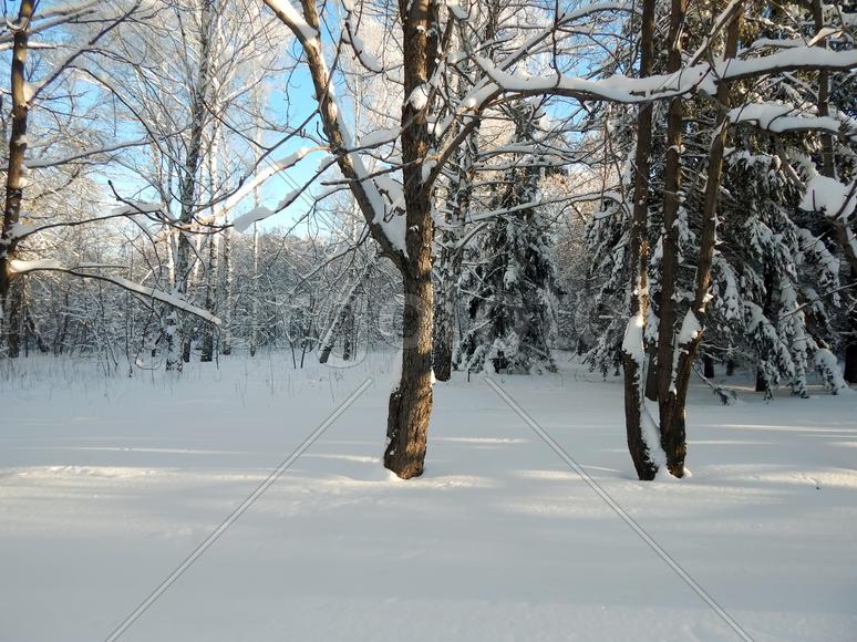 Зимний пейзаж природы леса холодным утром