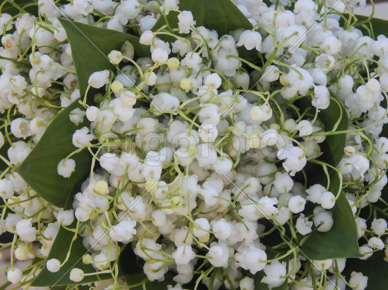 Цветы ландышей крупным планом