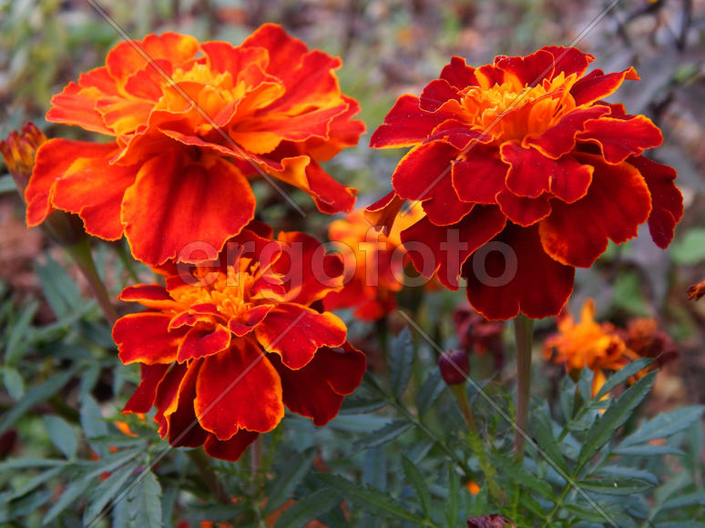 Цветок гвоздики