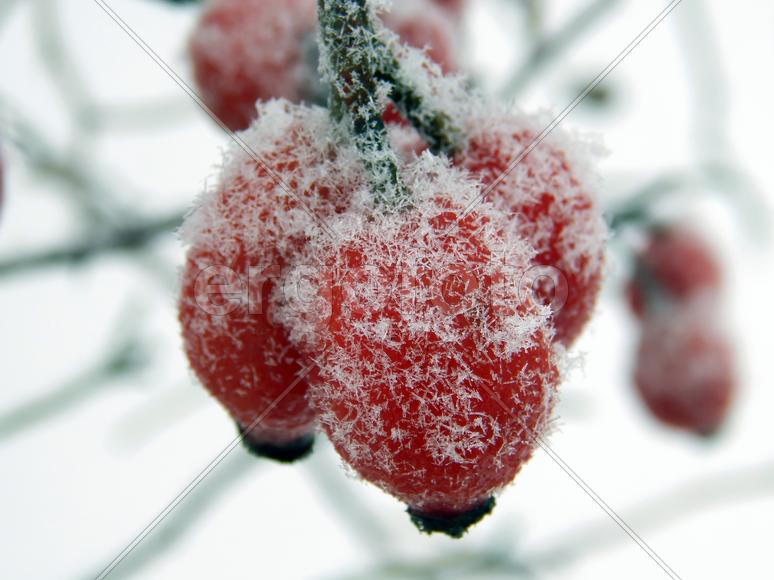 Красные ягоды дикого шиповника холодным утром крупным планом