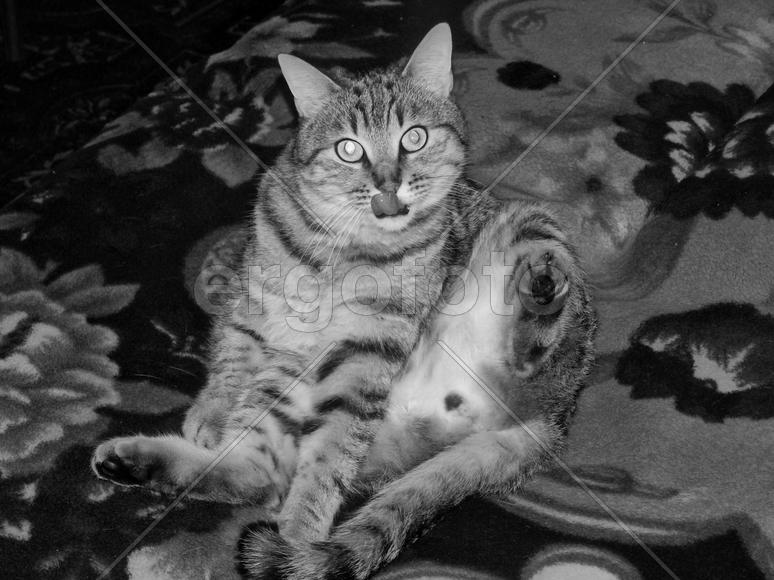 Кот позирует в кадре