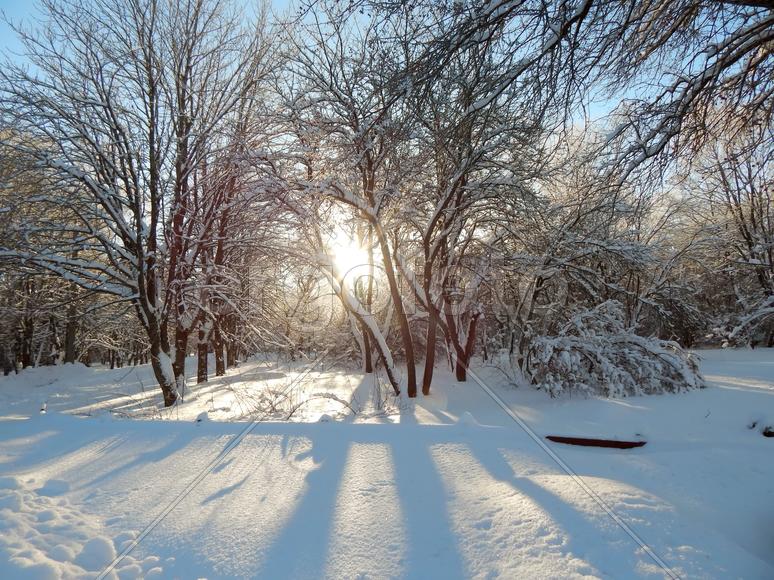 Зимний пейзаж природы леса холодным утром