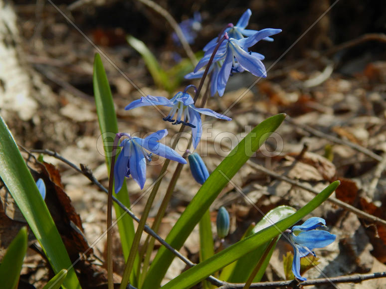 Весенние лесные синие колокольчики