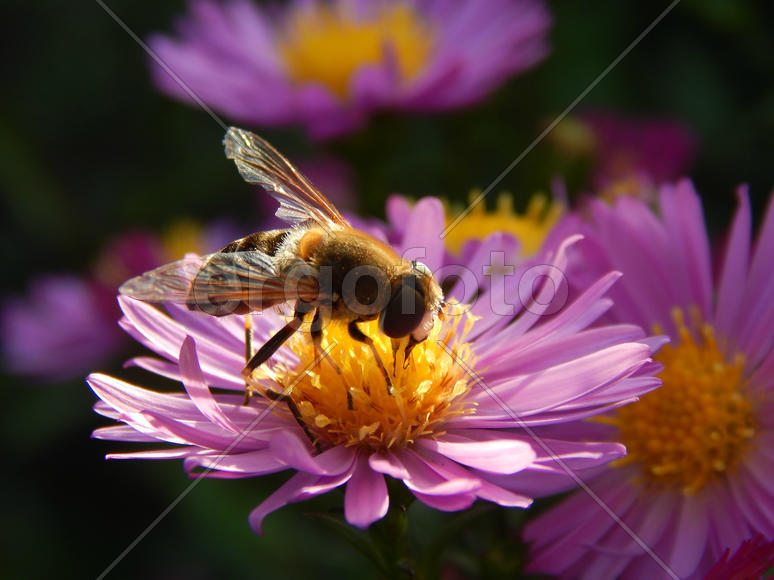 Пчела на цветах