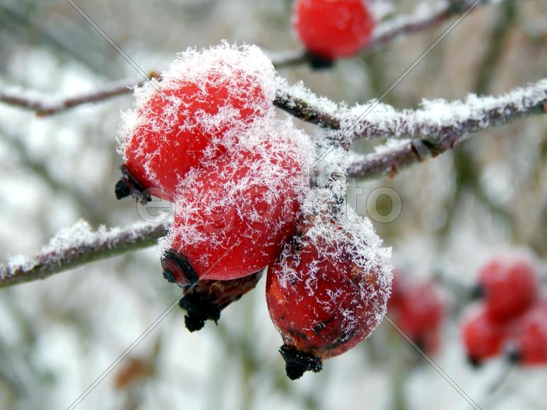 Красные ягоды дикого шиповника холодным утром крупным планом
