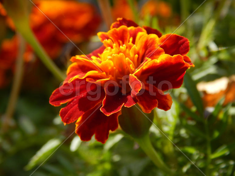 Цветок гвоздики