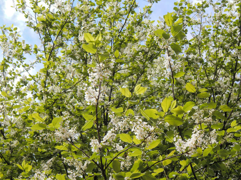 Цветущие ветки черемухи