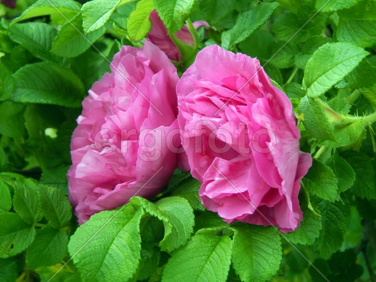 Красивые цветы дикой розы