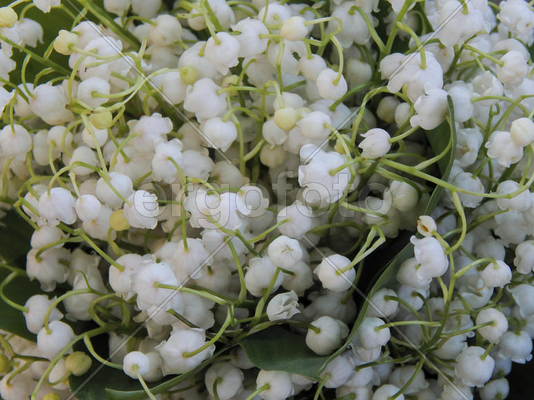 Цветы ландышей крупным планом