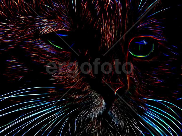 Изображение кота в неоновом цвете на черном фоне