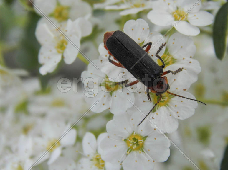 Жук на белых цветах крупным планом