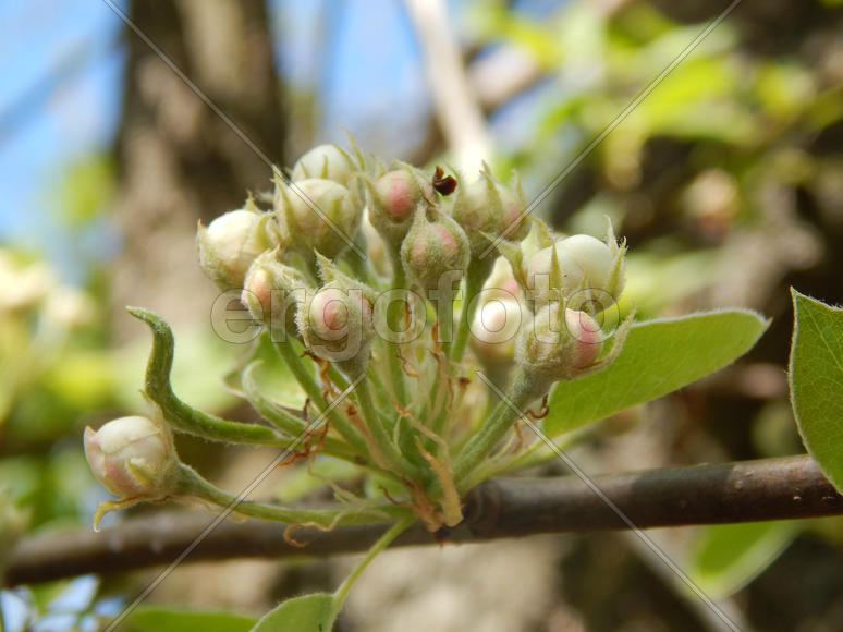 Цветущая груша