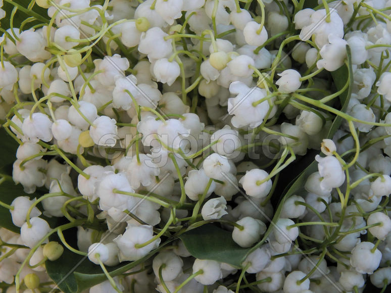 Цветы ландышей крупным планом