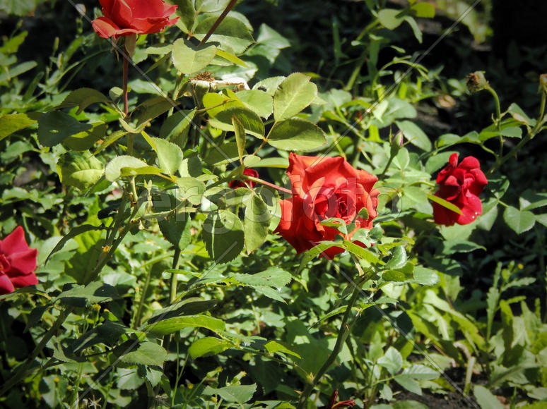 Красные розы на солнце