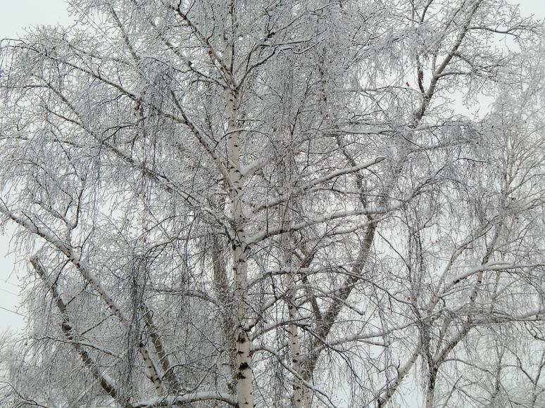 Снег на ветках деревьев в морозное утро