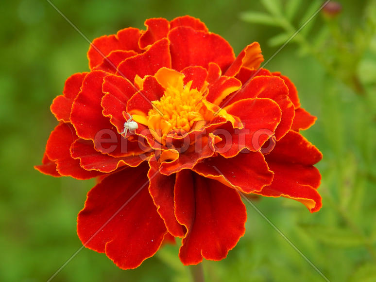 Цветок гвоздики