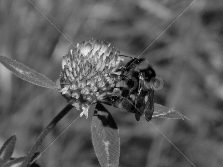 Пчела на клевере в черно-белом стиле
