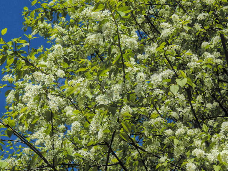 Весенние цветы черемухи