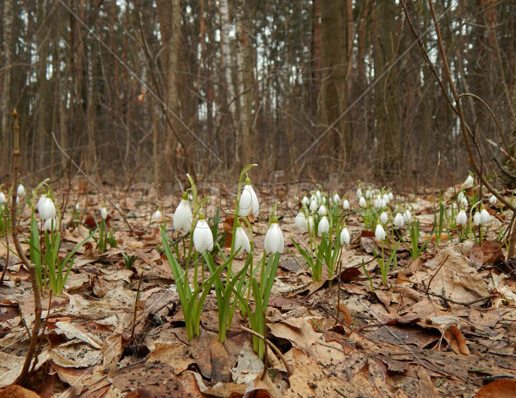 Лесные весенние подснежники