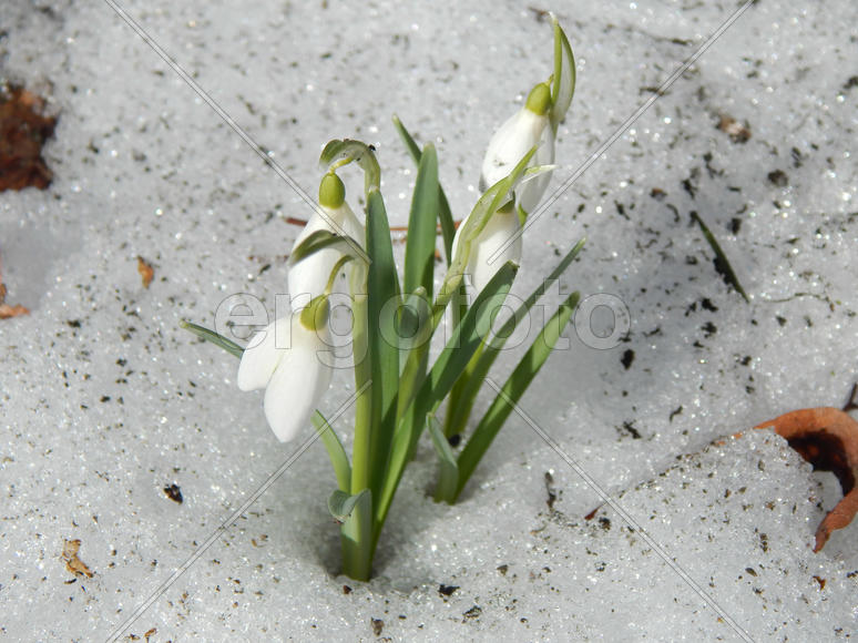 Подснежники