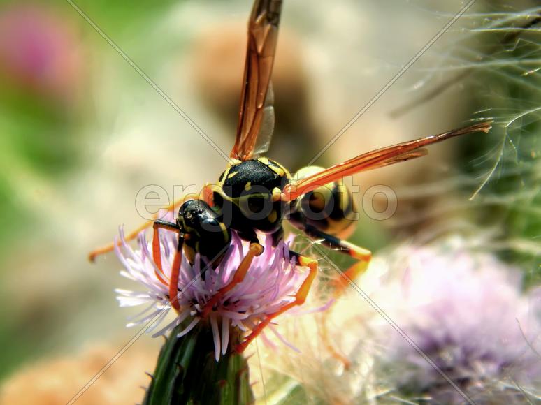 Оса на цветах крупным планом