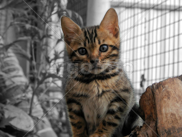 Бенгальский котенок 