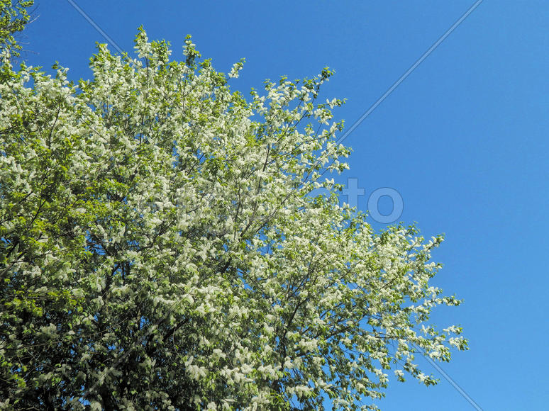 Весенние цветы черемухи